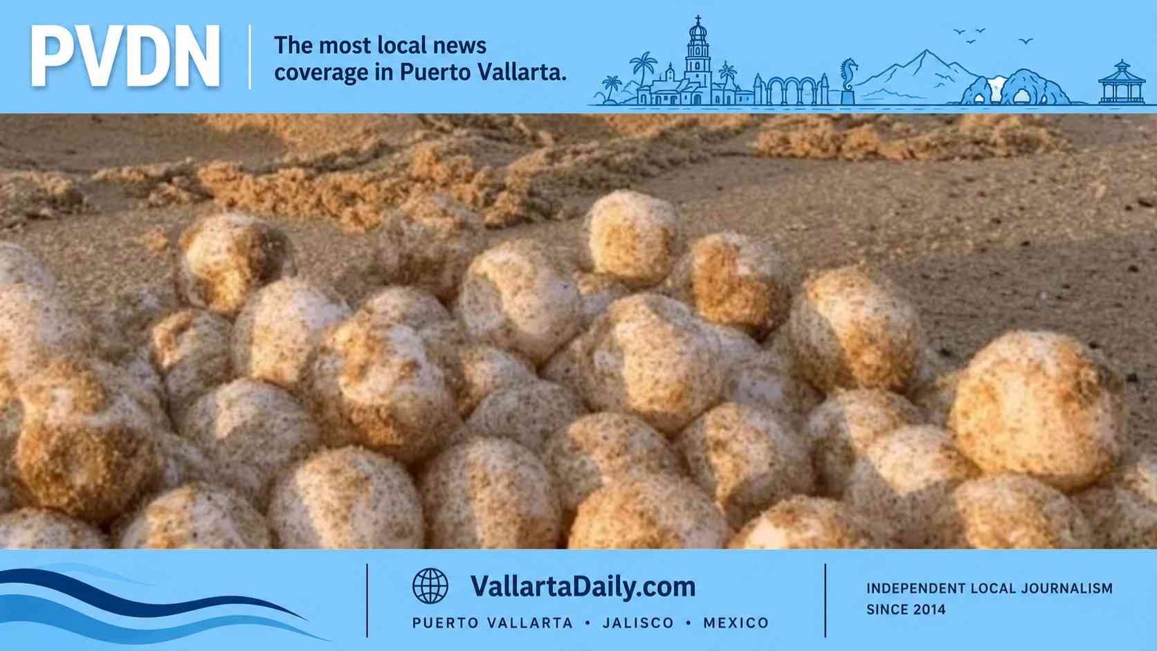 turtle eggs