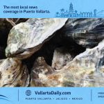 rock oyster