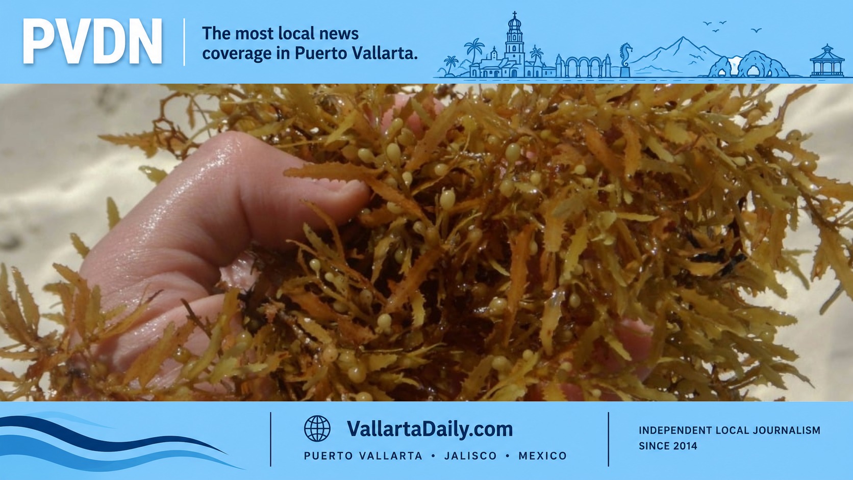 sargassum