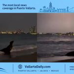 sea lion vallarta