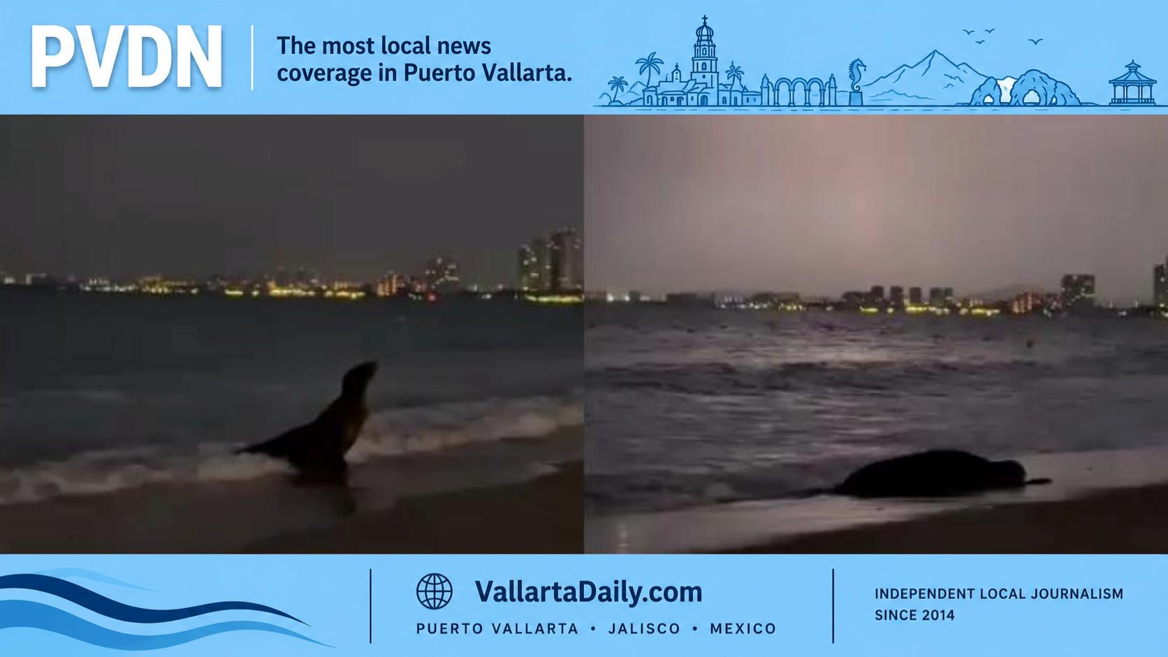sea lion vallarta