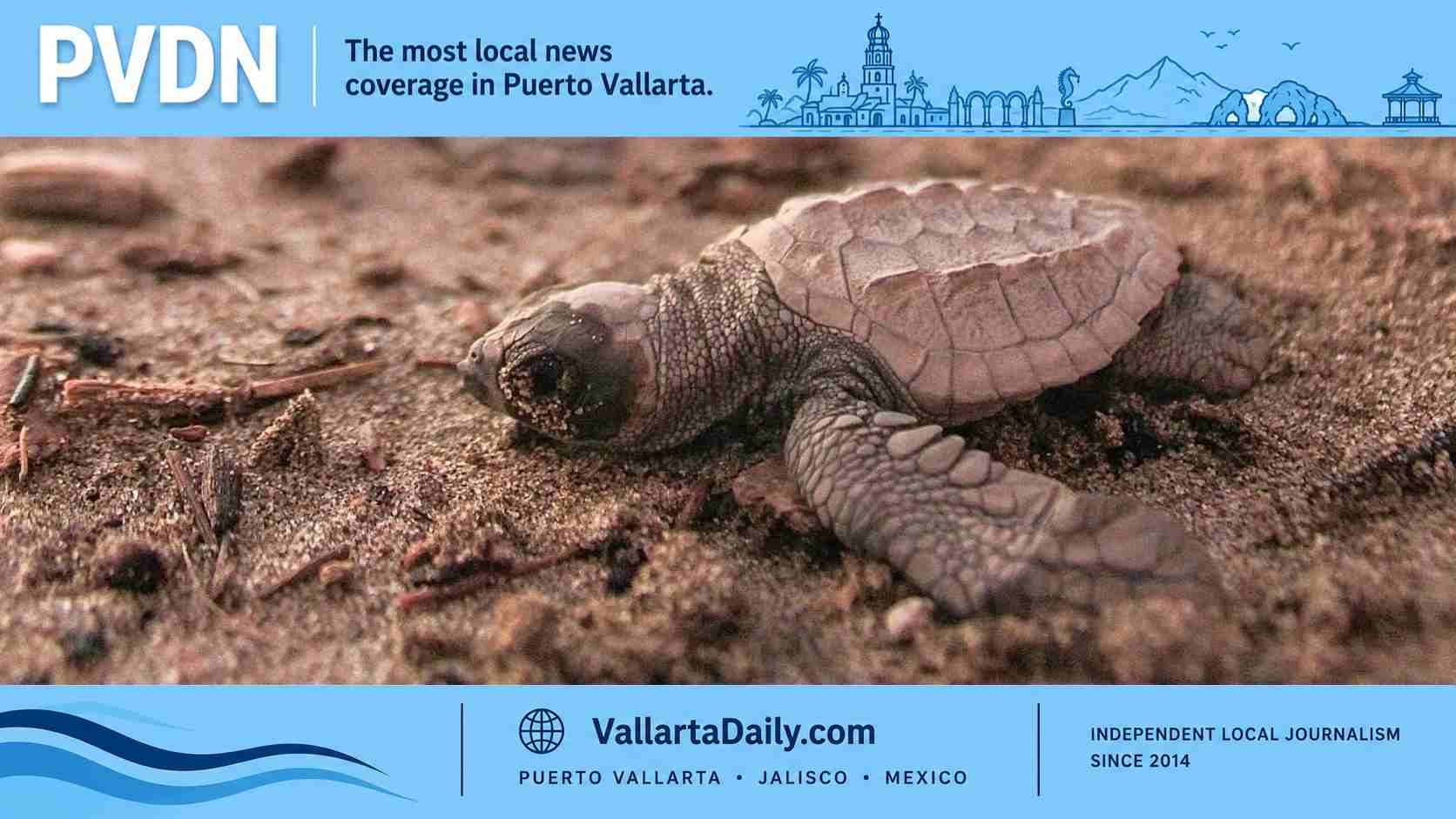 sea turtle