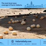 turtle eggs