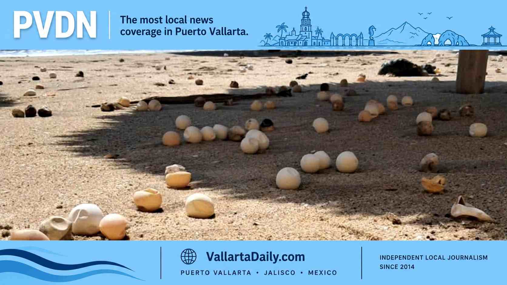 turtle eggs